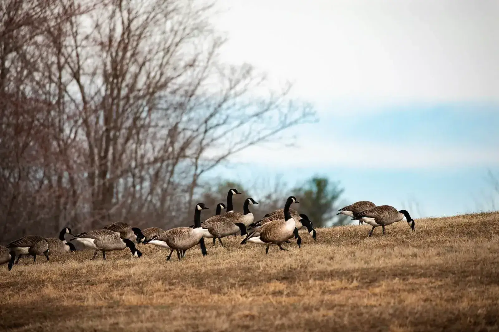 group of ducks walking on land