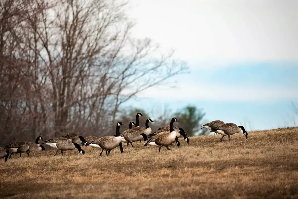 Cover for Duck Walking Exercise: Strengthen Your Muscles and Improve Mobility