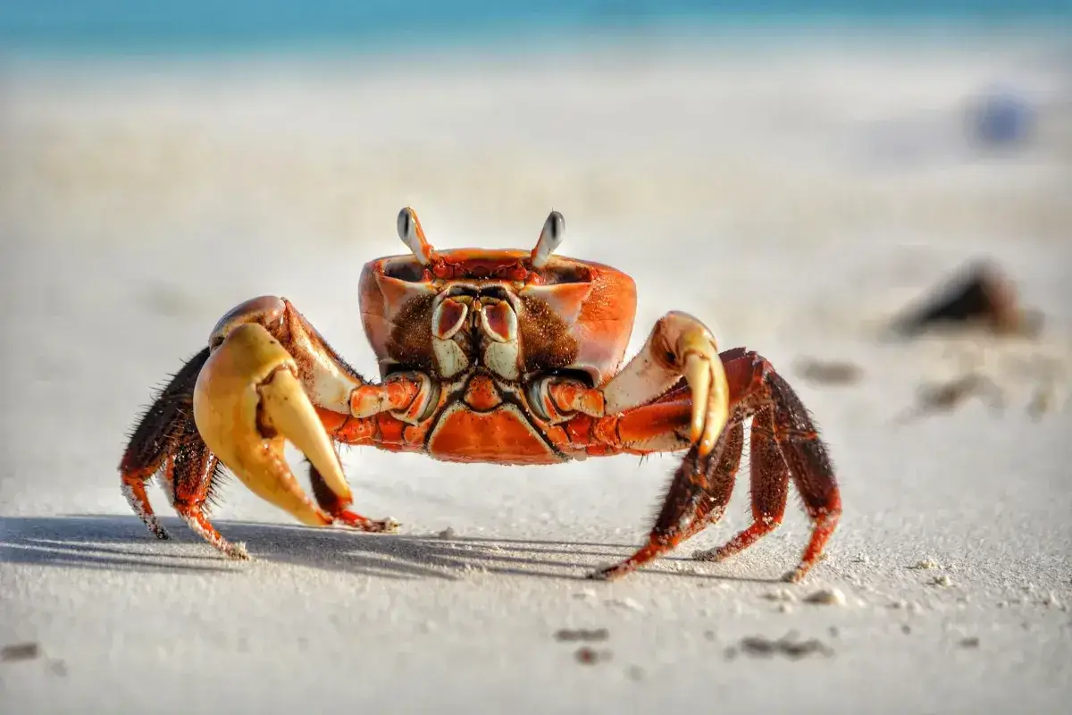 Cover for Crab Walking: Boost Strength and Agility with this Fun Exercise